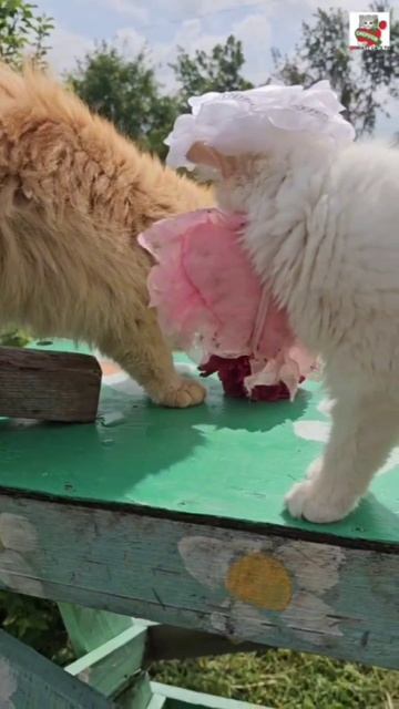 Пикселюша с Настюней 🌺😻❤️😽🍼🐈🐈🐈🐈🐈