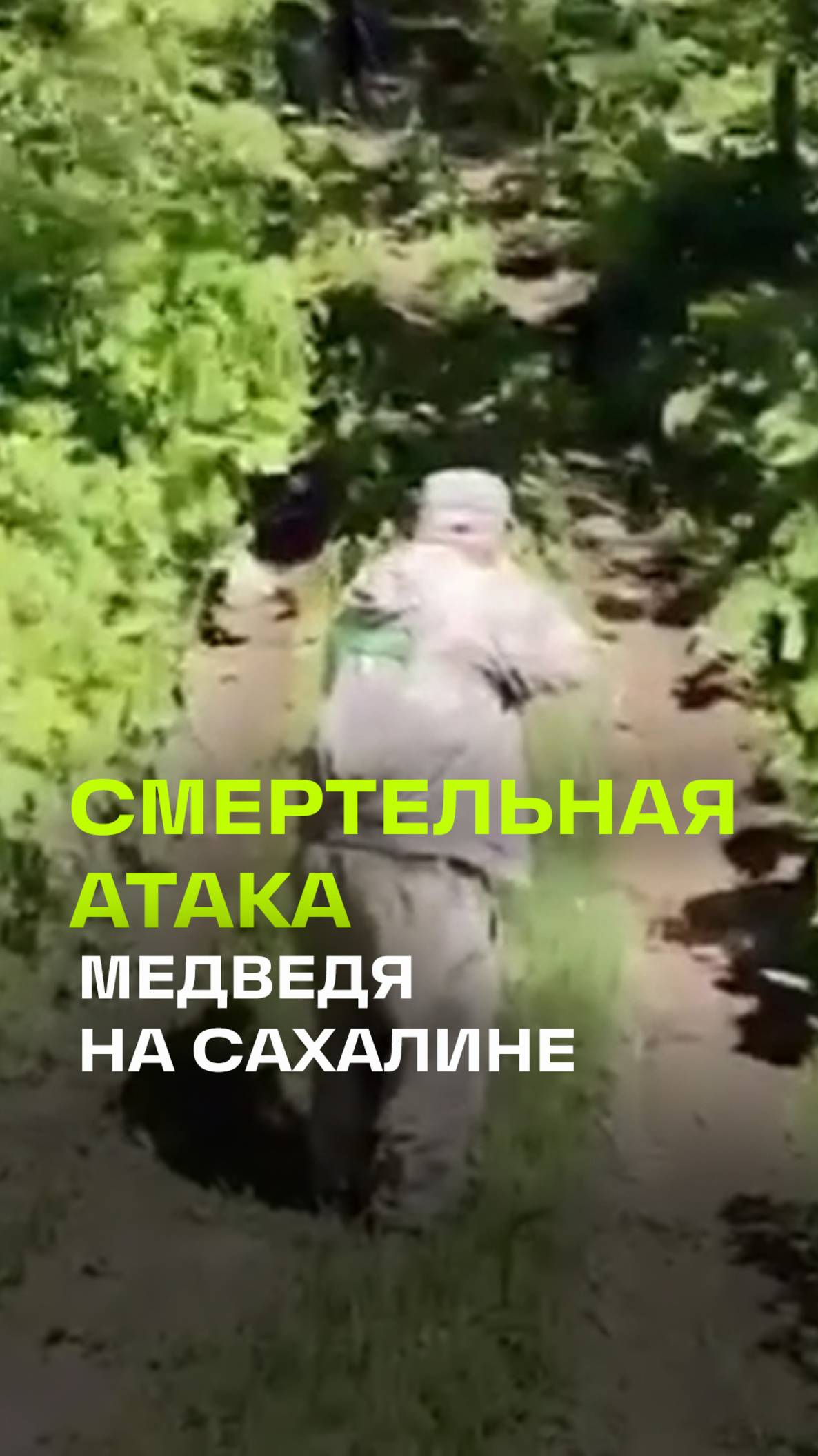 Трагедия в Южно-Сахалинске: медведь убил двух человек
