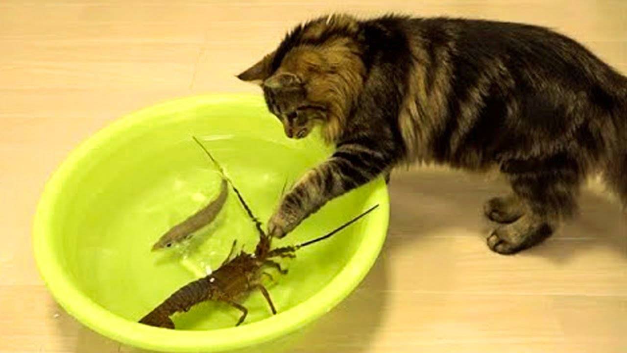 Самые смешные животные 😂 Приколы с котами и собаками 2025 😺🐶 Часть 29