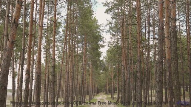 Поля и леса, когда музыка творит чудо - Never Get Enough -- Makaih Beats -- Never Get Enough