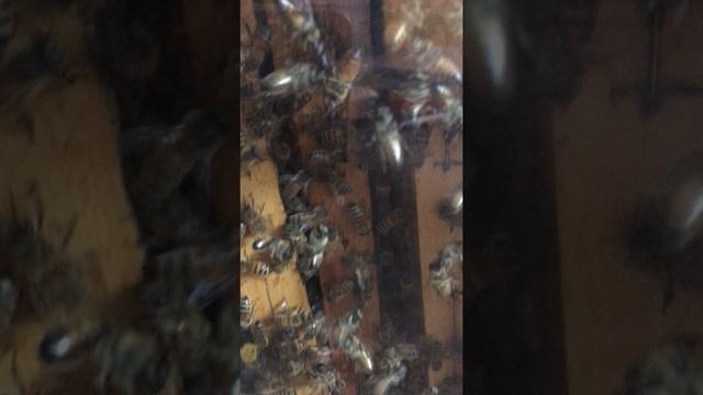 ПЧЕЛЫ РОЯТСЯ ПОДАВЛЕНИЕ БУНТА