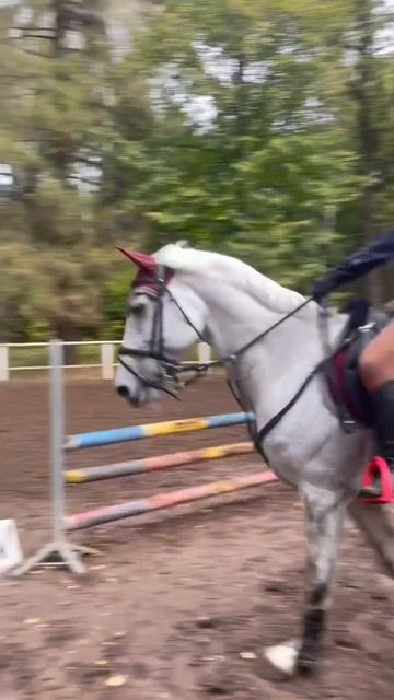 тгк: они killкенни! #horse #horsegirl #лошади #equestrian #equestrianrider #horseriding #edit