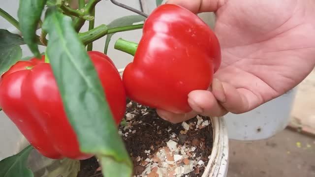 Как вырастить болгарский перец крупным и сладким из семян
