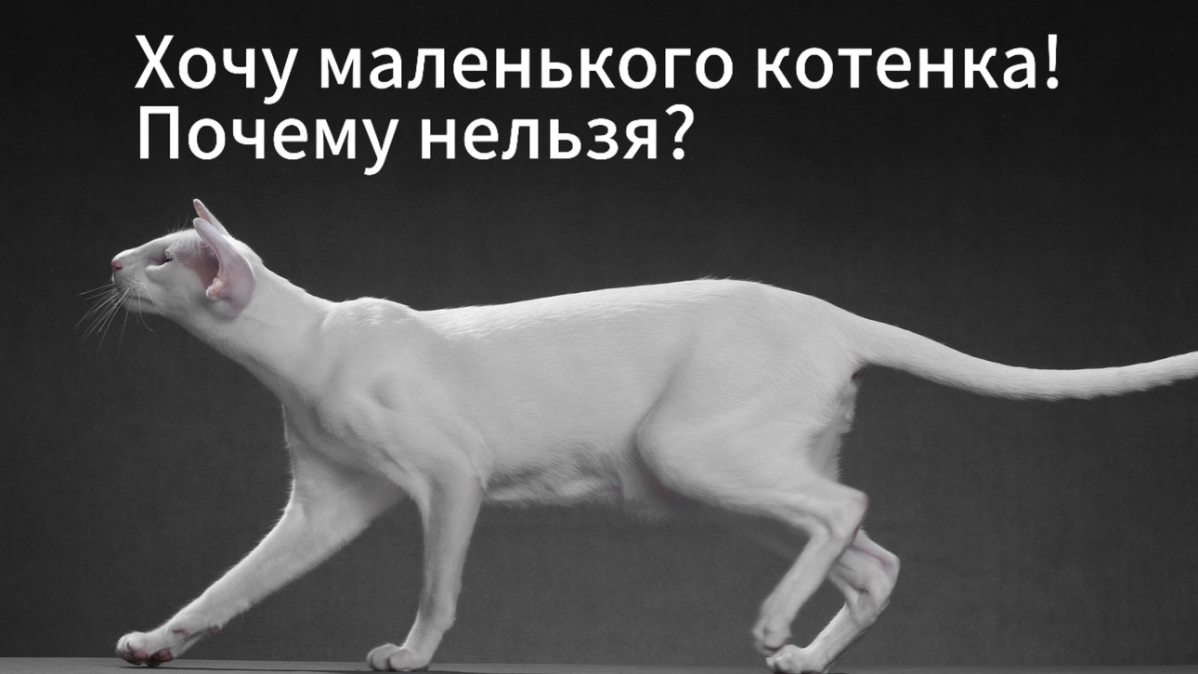 Хочу маленького котенка. 
Почему нельзя?