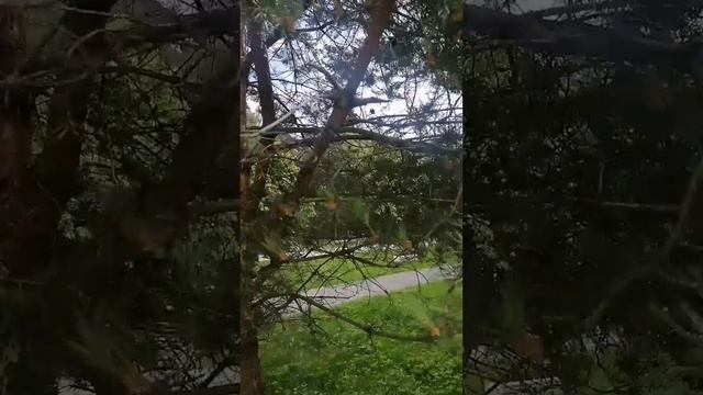НОВЫЙ РОМАНТИК РЕМИКС 230625 -- N-S0F ... 8 -