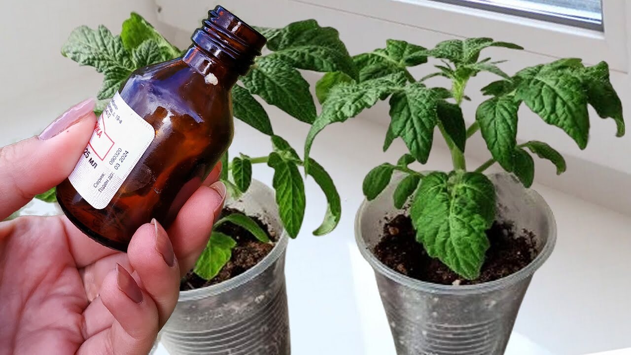1 Капля и рассада заметно увеличиваются на глазах! Отличное удобрение для любой рассады, чтобы из...