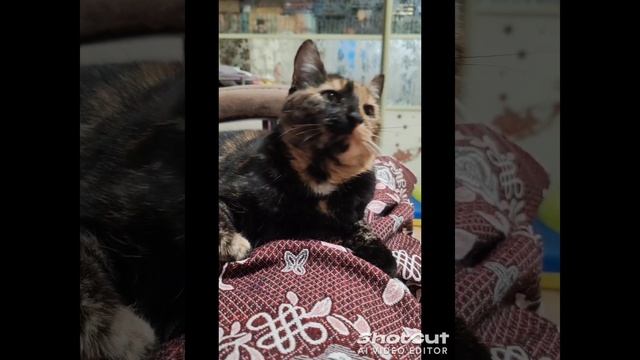 Рыська. 1 год