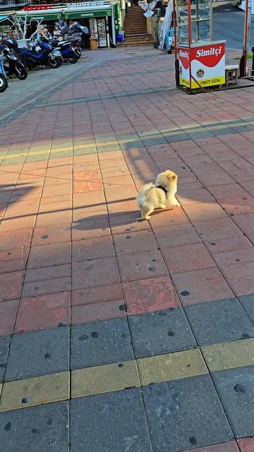 Шпиц Норди из Белгорода в порту Аланья, Турция