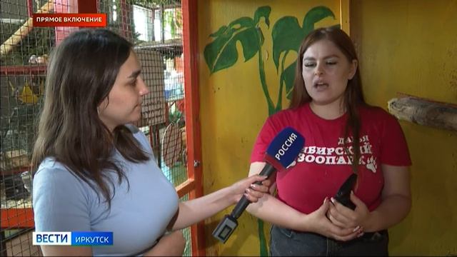 Прямое включение: как спасают от зноя животных в Сибирском зоопарке