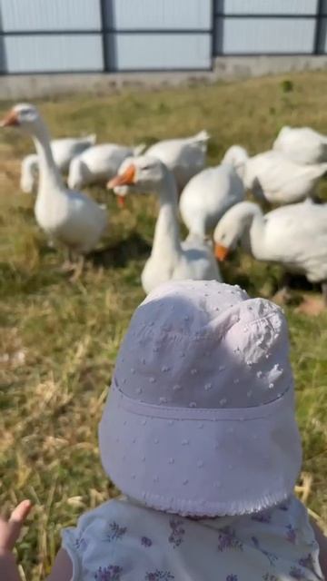 гуси пришли знакомиться