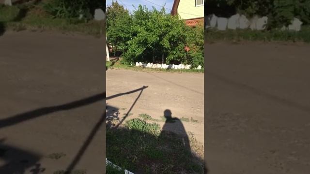 Три барана носятся по городк. Ейск.