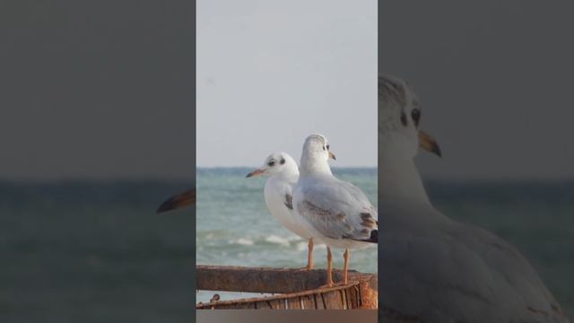ОТПУСК..mp4