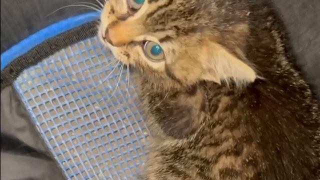 🐱В Москве котенок оказался в вентиляционной трубе и выбраться самостоятельно не мог🐱