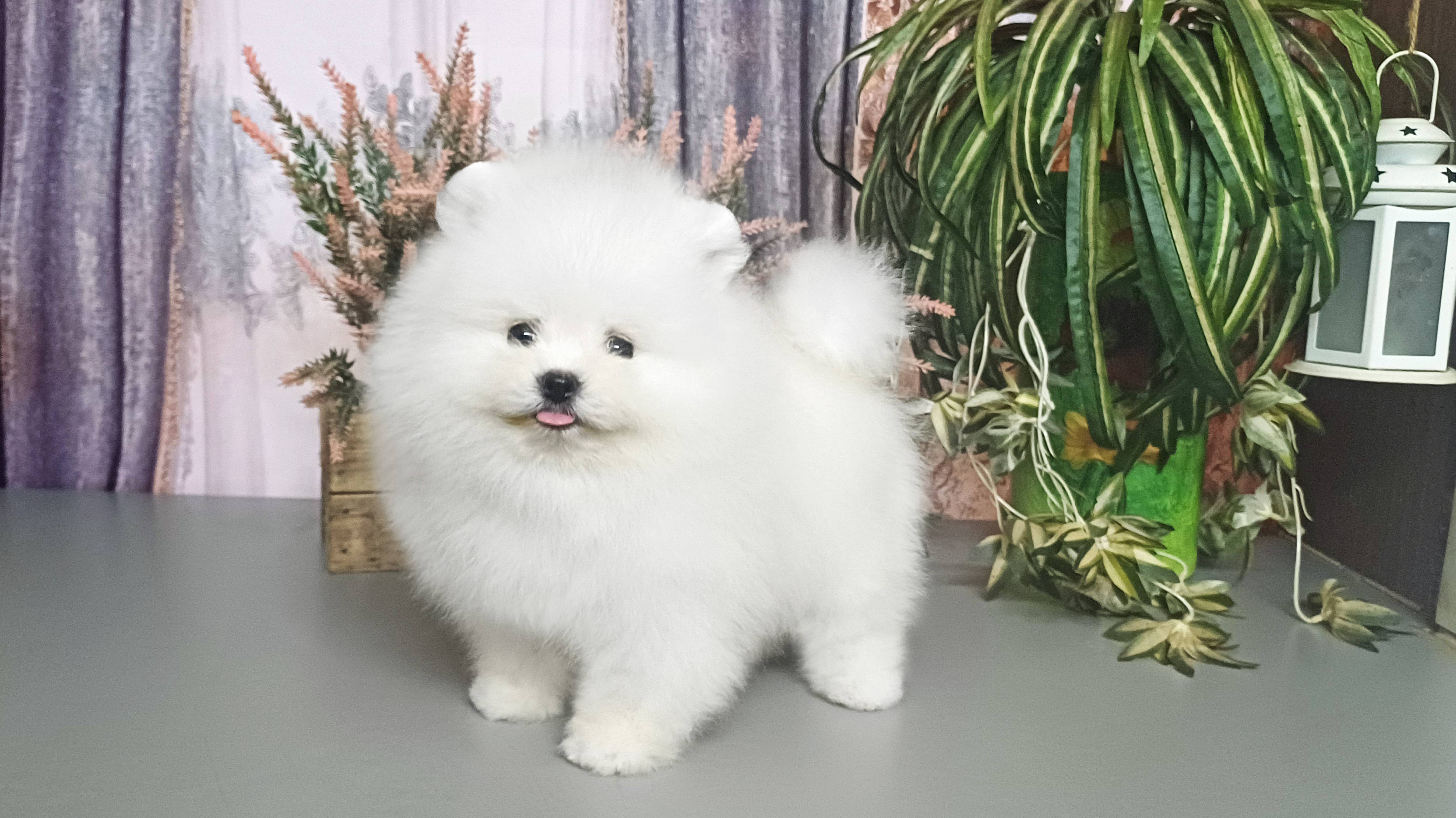 БЭСТАЙЛ ЮСТИНИАН мальчик мишка