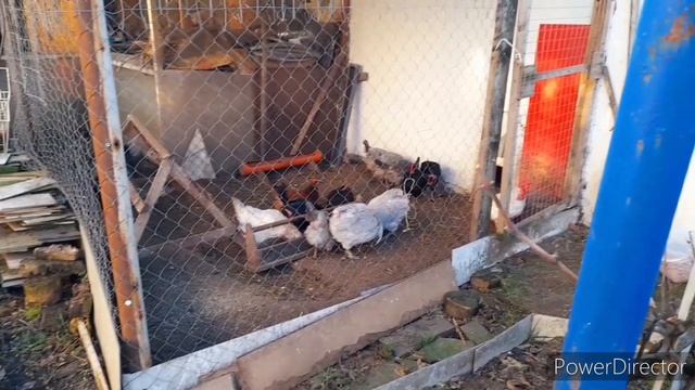 Чтобы Куры Несли Яйца и зимой и летом!//Что добавляю в мешанку для Кур несушек?