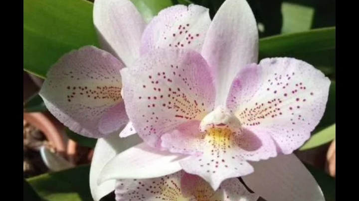 Новинка! Часть 1. Орхидея по обмену Caulocattleya Chantilly lace"Twinkle". Обработка  и реанимация