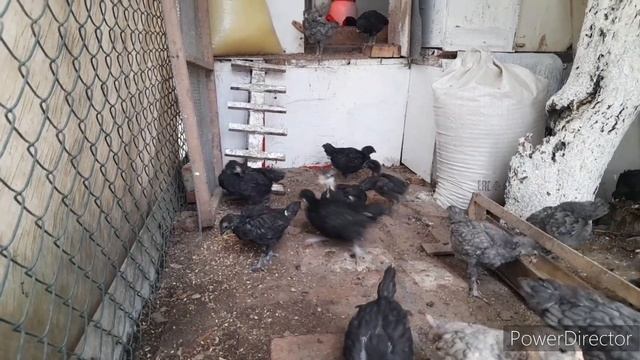 ✅️Чем кормлю цыплят?// Все в сад)chickens.
