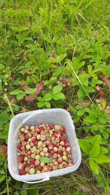 Клубничка ❤️🍓#сельскаяжизнь #ягоды #клубника