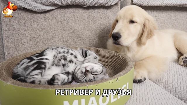 Золотистый ретривер и его друзья милые питомцы 🐕 выпуск (127)