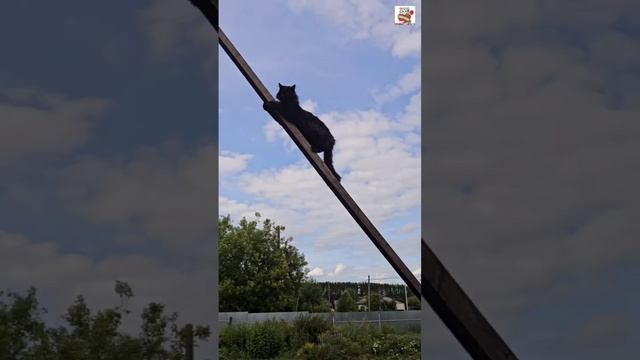 Вечерняя прогулка 🌞❤️😻🐶🏡
