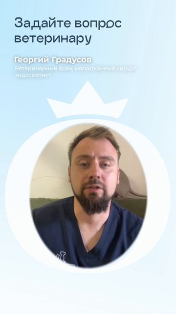 Чем кормить котят?