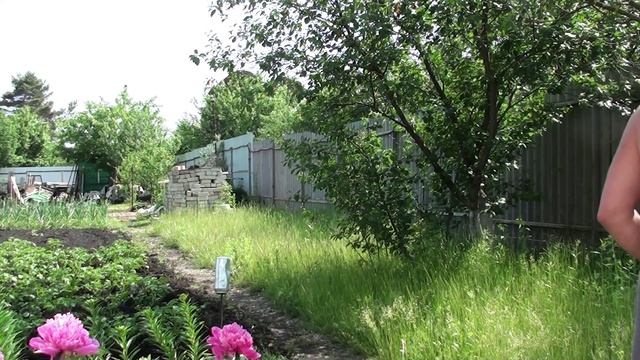 Приехал на дальнюю дачу// Трава переросла, но газонокосилка справилась.