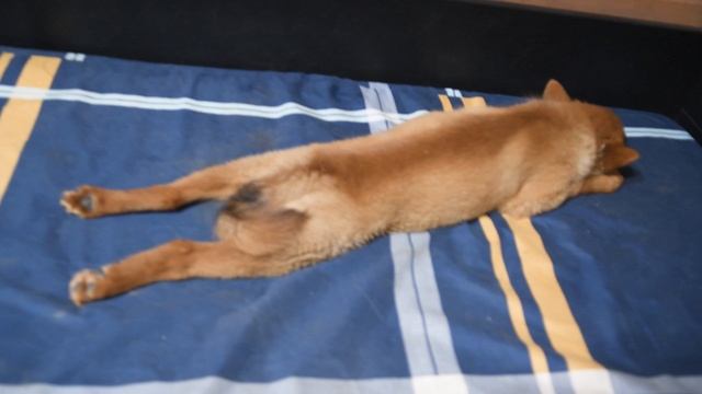 СПЯТ ЛИ карело-финские лайки? :: CAN Finnish Spitz SLEEP or not?