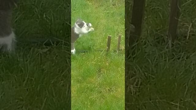 кошки мышки
