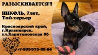 Пропала собака! НИКОЛЬ, 7 лет, той-терьер. Красноярский край, г.Красноярск.