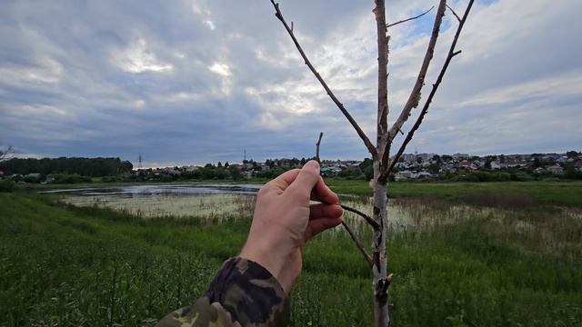 Пруд с той стороны.