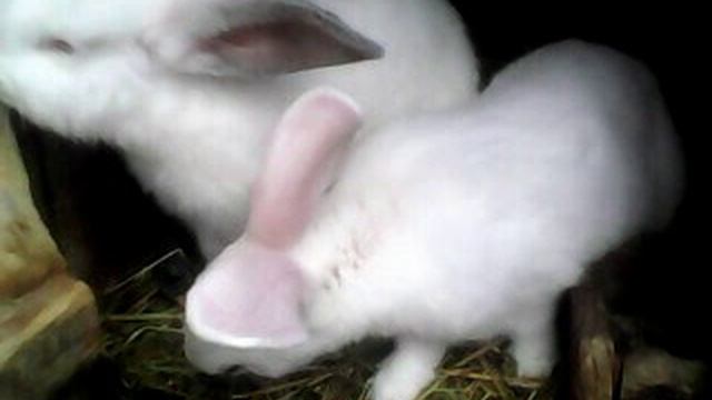 SV_A0009.avi
