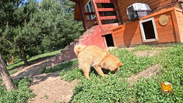 ЩЕНКИ КАРЕЛО-ФИНСКОЙ ЛАЙКИ в мае 2025 :: PUPPIES of FINNISH SPITZ in May 2025