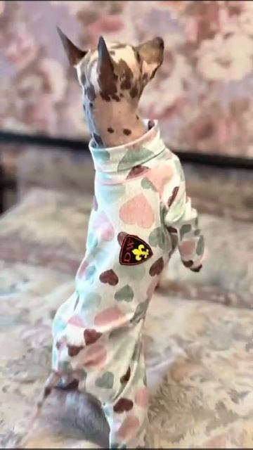 Костюм трикотажный URBAN STYLE для собак из Трикотажной ткани "сердца нежность"