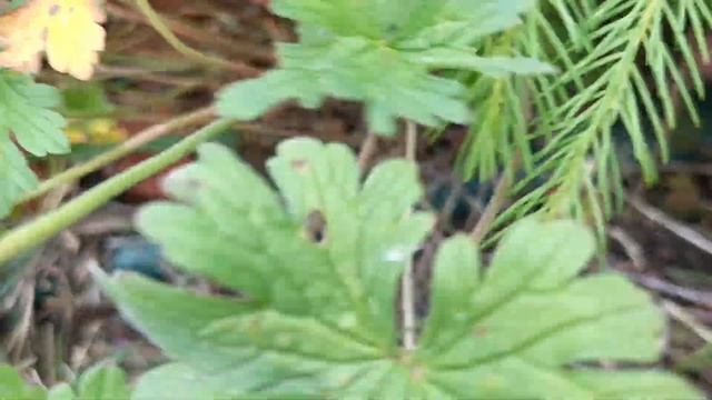 The Beautiful Science Behind Garden Decoration