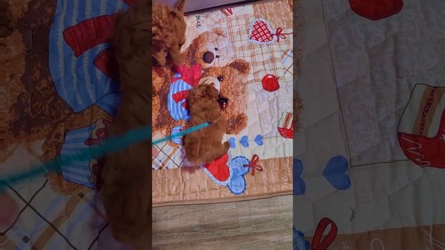 Девочки Той Пудели