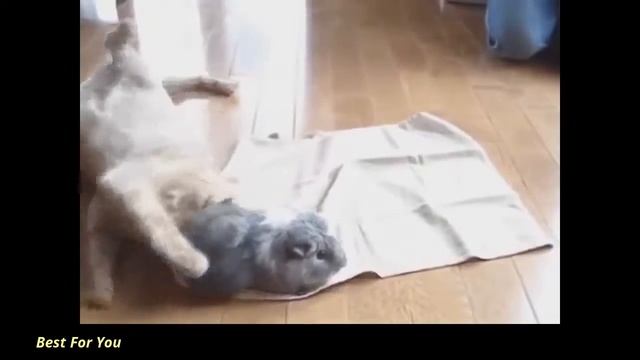 Самое смешное Смешные животные