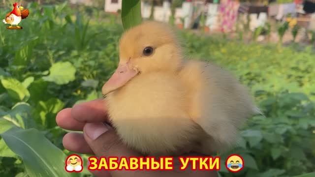 Забавные утки мускусные и пекинские на свободном выгуле ч.(88) ❣️🤗😂
