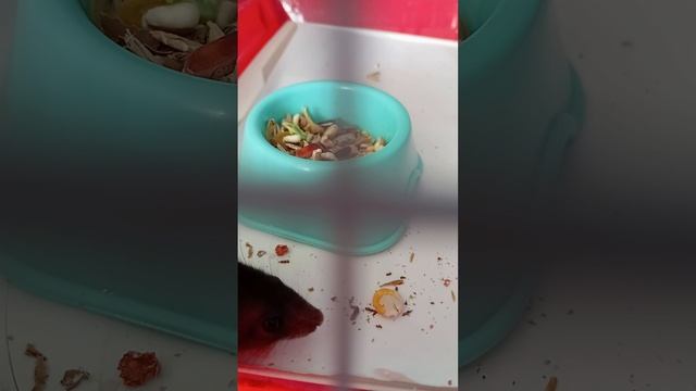 приколы