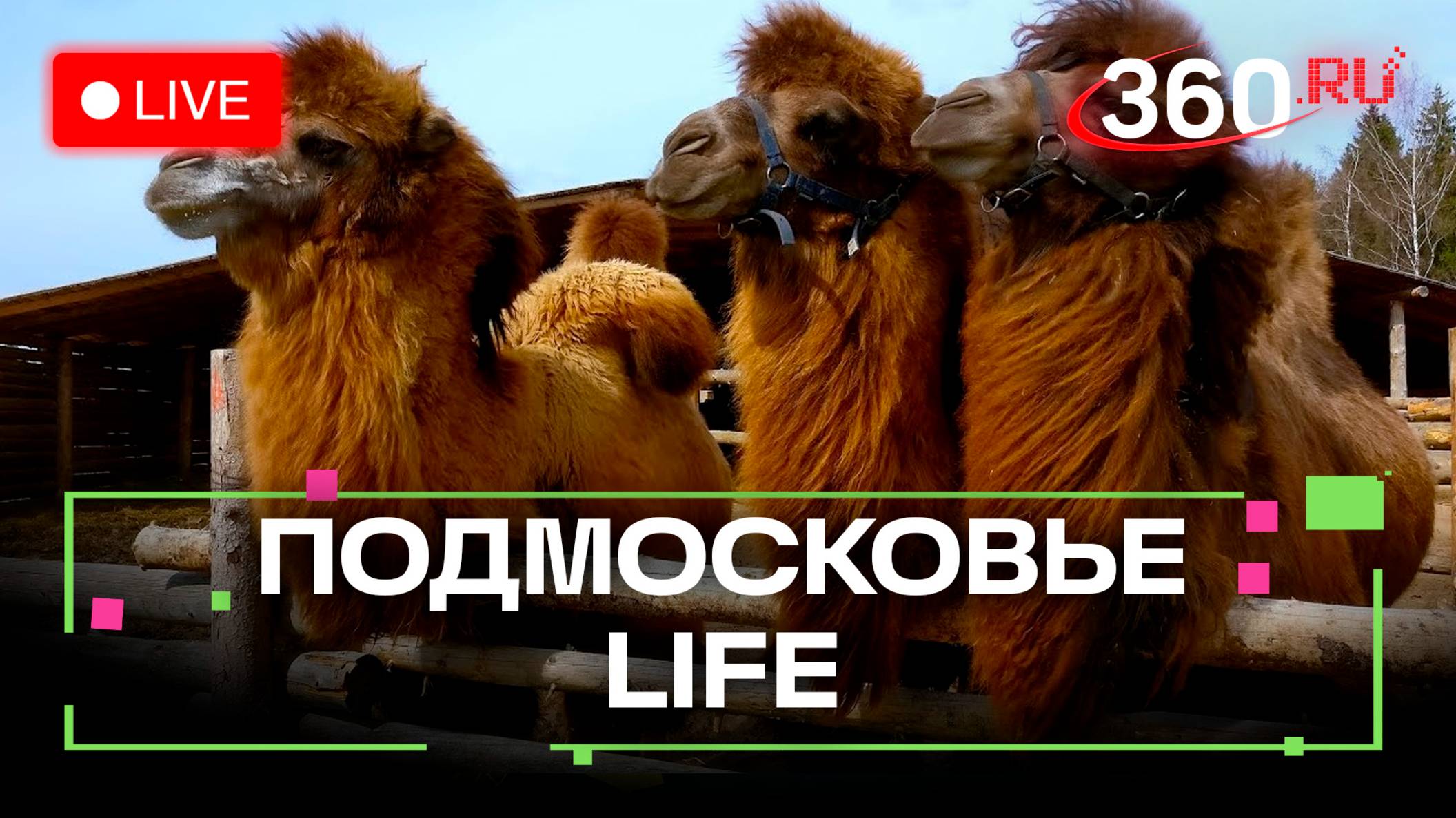 Самые прибыльные профессии в Электростали. День верблюда в Сергиевом Посаде. Подмосковье LIFE