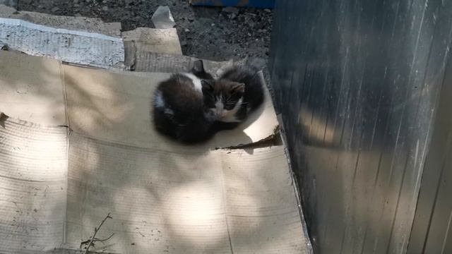 Дикие котята