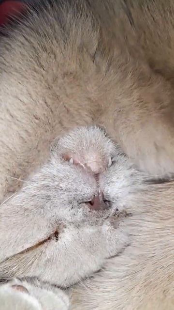 Коту 14 лет,здоровый сон)//Cat 14 years old, sleeping.