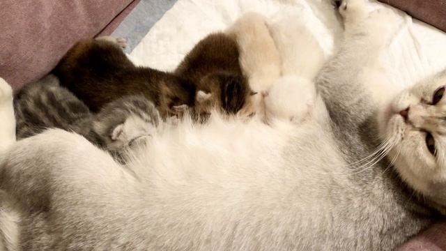 Котятам кошки Кайли восемь дней.