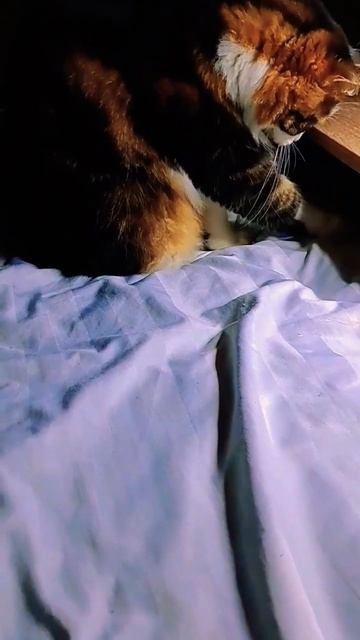 Игрался и уснул 😄
 #смешныекоты#youtubeshorts#забавныеживотные#funnycat