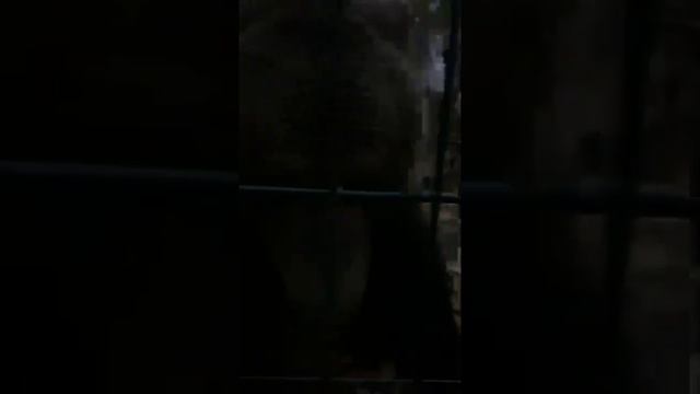 Прогулка перед сномПрямой эфир инстаграм @mansurbear 05.10.19