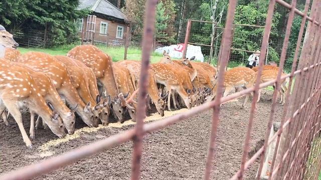 Копорье. Нижегородская область. Заповедник, увеличивающий поголовье оленей.