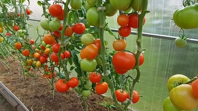 Неплохой томат для Ленинградской обл Часть 1