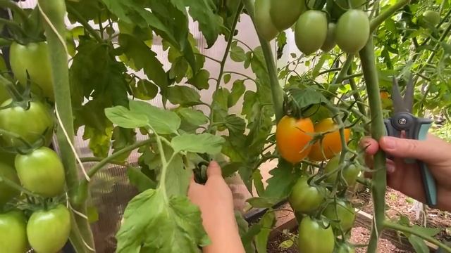Пора обрезать листья у томатов. Плоды после этого сразу краснеют