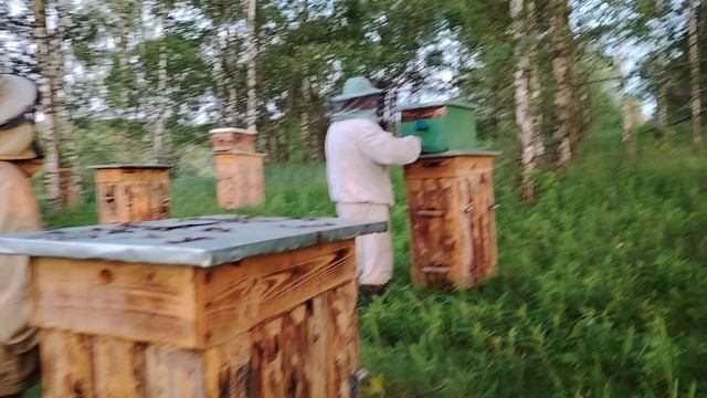 Подготовка пчёл к переселению