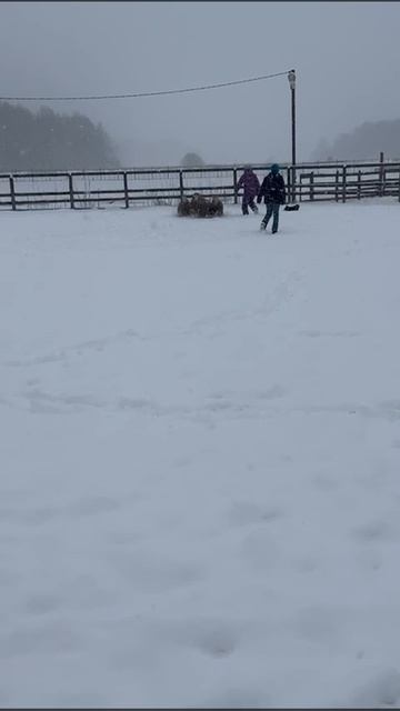 моя собака гоняет овец вместе  со мной
🤣