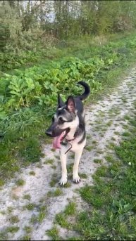 ВЕО из питомника Валентлайф - Чара-Майори, 15 мес. - Эх! Гулять - Так гулять. №2